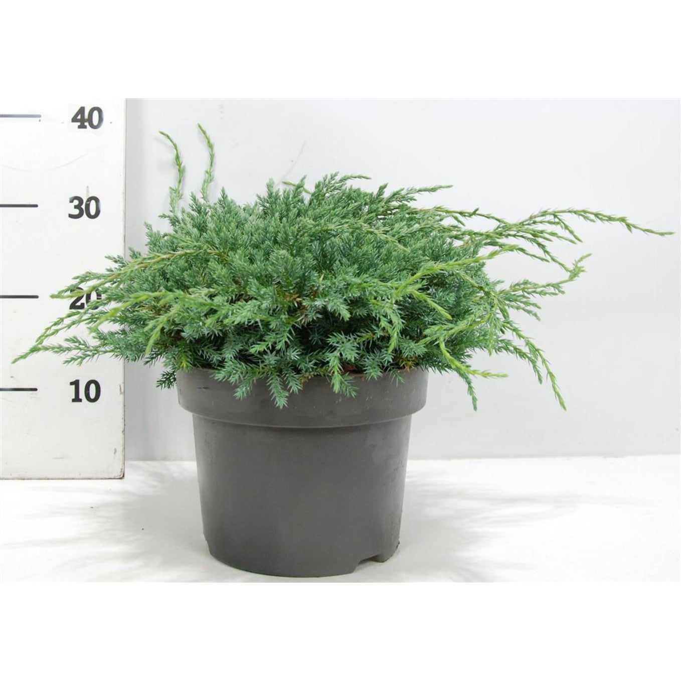 Fjäll-en – Juniperus squamata 'Blue Carpet' - C5 30-40 CM